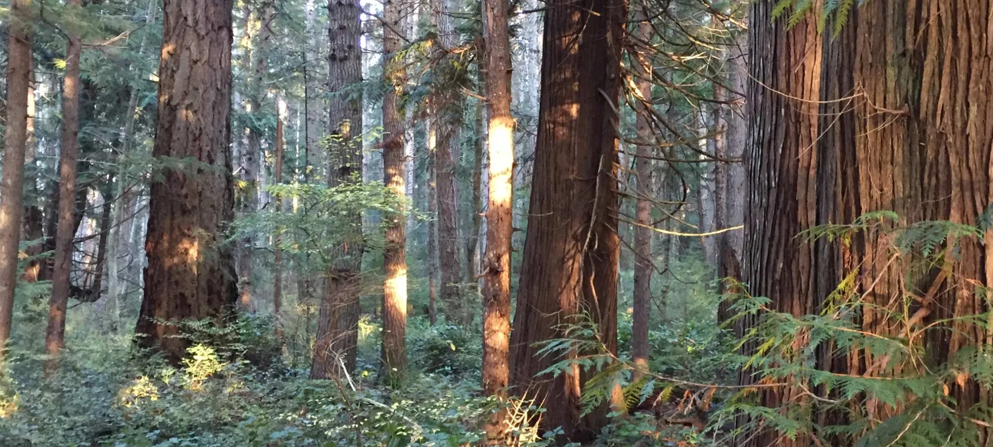 Aging the Forest, photo by Mark Braaten